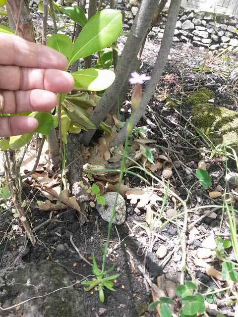 Petrorhagia dubia (Caryophyllaceae)